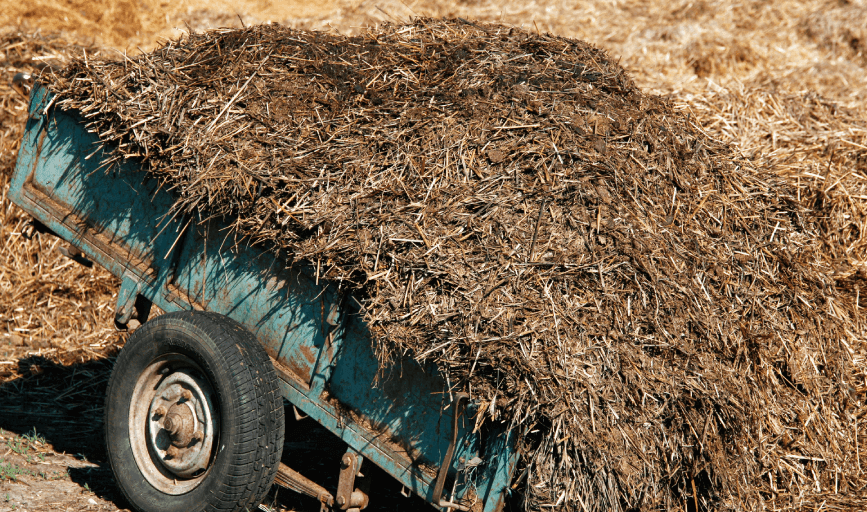 Manure Removal